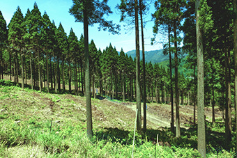 上層木と新植箇所が交互する林地